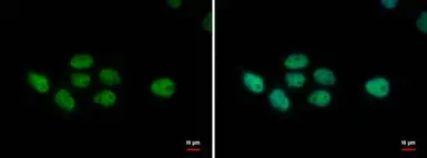 Anti-PUF60 antibody [GT677] used in Immunocytochemistry/ Immunofluorescence (ICC/IF). GTX629886