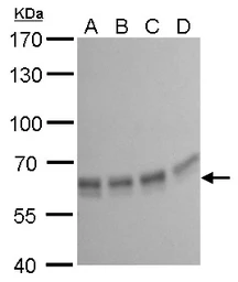 Anti-PUF60 antibody [GT677] used in Western Blot (WB). GTX629886