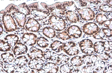 Anti-PUF60 antibody [GT917] used in IHC (Paraffin sections) (IHC-P). GTX629887