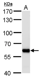 Anti-PUF60 antibody [GT917] used in Western Blot (WB). GTX629887