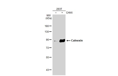 Anti-Calnexin antibody [GT1563] used in Western Blot (WB). GTX629976