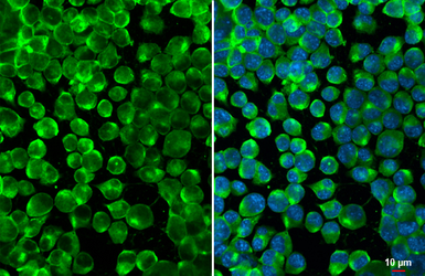 Anti-Calnexin antibody [GT1563] used in Immunocytochemistry/ Immunofluorescence (ICC/IF). GTX629976