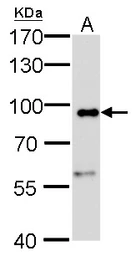 Anti-Calnexin antibody [GT1563] used in Western Blot (WB). GTX629976