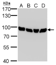 Anti-Calnexin antibody [GT1563] used in Western Blot (WB). GTX629976