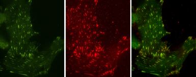 Anti-Phosphotyrosine antibody [GT0021] used in Immunocytochemistry/ Immunofluorescence (ICC/IF). GTX630143