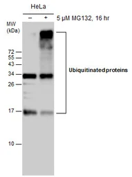 Anti-Ubiquitin antibody [GT751] used in Western Blot (WB). GTX630147