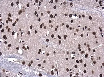 Anti-Histone H3S10ph (phospho Ser10) antibody [GT921] used in IHC (Paraffin sections) (IHC-P). GTX630185