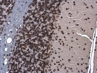 Anti-Histone H3S10ph (phospho Ser10) antibody [GT921] used in IHC (Paraffin sections) (IHC-P). GTX630185