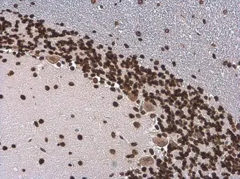 Anti-Histone H3S10ph (phospho Ser10) antibody [GT921] used in IHC (Paraffin sections) (IHC-P). GTX630185