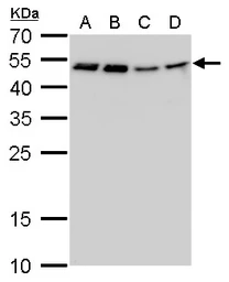 Anti-CFDP1 antibody [GT11811] used in Western Blot (WB). GTX630190