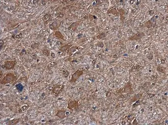 Anti-mTOR antibody [GT649] used in IHC (Paraffin sections) (IHC-P). GTX630198