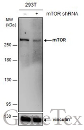 Anti-mTOR antibody [GT778] used in Western Blot (WB). GTX630200