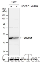 Anti-UQCRC1 antibody [GT1311] used in Western Blot (WB). GTX630393