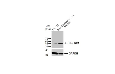 Anti-UQCRC1 antibody [GT1311] used in Western Blot (WB). GTX630393