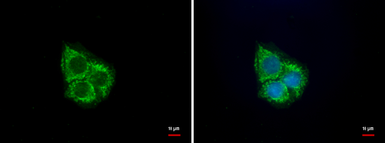 Anti-UQCRC1 antibody [GT1311] used in Immunocytochemistry/ Immunofluorescence (ICC/IF). GTX630393