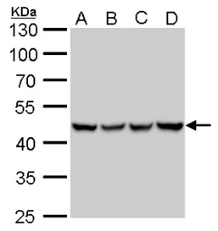 Anti-UQCRC1 antibody [GT1311] used in Western Blot (WB). GTX630393