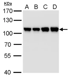Anti-CSE1L antibody [GT5111] used in Western Blot (WB). GTX630394