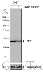 Anti-ENO1 antibody [GT186] used in Western Blot (WB). GTX630506