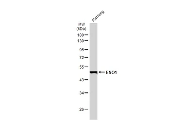 Anti-ENO1 antibody [GT186] used in Western Blot (WB). GTX630506