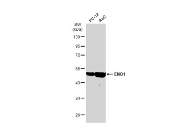 Anti-ENO1 antibody [GT186] used in Western Blot (WB). GTX630506
