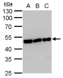 Anti-ENO1 antibody [GT186] used in Western Blot (WB). GTX630506