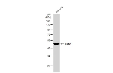Anti-ENO1 antibody [GT2217] used in Western Blot (WB). GTX630507
