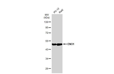 Anti-ENO1 antibody [GT2217] used in Western Blot (WB). GTX630507