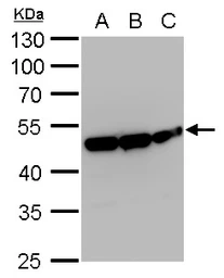 Anti-ENO1 antibody [GT2217] used in Western Blot (WB). GTX630507