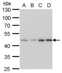 Anti-MEK2 antibody [GT1162] used in Western Blot (WB). GTX630541