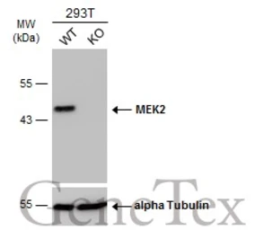 Anti-MEK2 antibody [GT3522] used in Western Blot (WB). GTX630543