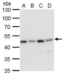 Anti-MEK2 antibody [GT3522] used in Western Blot (WB). GTX630543