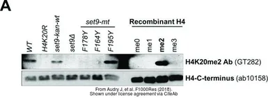 Anti-Histone H4K20me2 (dimethyl Lys20) antibody [GT282] used in Western Blot (WB). GTX630544