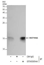 Anti-Histone H4K20me2 (dimethyl Lys20) antibody [GT282] used in Immunoprecipitation (IP). GTX630544