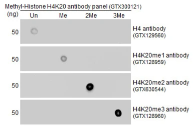 Anti-Histone H4K20me2 (dimethyl Lys20) antibody [GT282] used in Dot blot (Dot). GTX630544