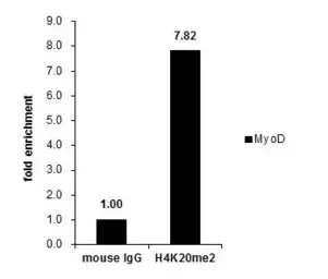 Anti-Histone H4K20me2 (dimethyl Lys20) antibody [GT282] used in ChIP assay (ChIP assay). GTX630544
