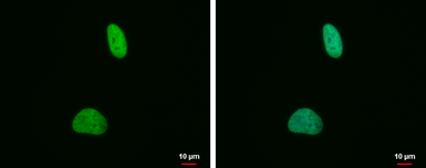 Anti-Histone H4K20me2 (dimethyl Lys20) antibody [GT282] used in Immunocytochemistry/ Immunofluorescence (ICC/IF). GTX630544