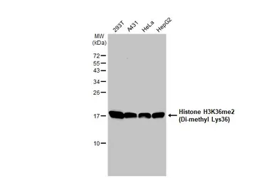 Anti-Histone H3K36me2 (Di-methyl Lys36) antibody [GT1488] used in Western Blot (WB). GTX630555