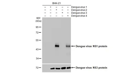 Anti-Dengue virus NS1 protein antibody [GT1061] used in Western Blot (WB). GTX630557