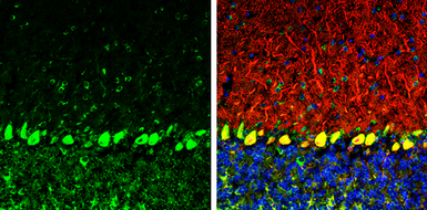 Anti-COPD antibody [GT189] used in IHC (Frozen sections) (IHC-Fr). GTX630561