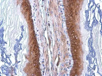 Anti-COPD antibody [GT1318] used in IHC (Paraffin sections) (IHC-P). GTX630562
