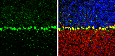 Anti-COPD antibody [GT1318] used in IHC (Frozen sections) (IHC-Fr). GTX630562