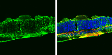 Anti-Glutamine synthetase antibody [GT7711] used in IHC (Frozen sections) (IHC-Fr). GTX630657