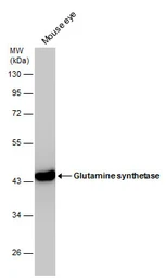Anti-Glutamine synthetase antibody [GT7711] used in Western Blot (WB). GTX630657