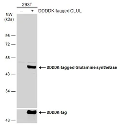 Anti-Glutamine synthetase antibody [GT7711] used in Western Blot (WB). GTX630657