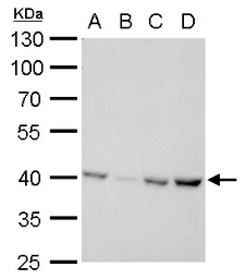 Anti-Glutamine synthetase antibody [GT7711] used in Western Blot (WB). GTX630657