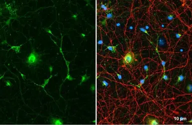 Anti-Glutamine synthetase antibody [GT7711] used in Immunocytochemistry/ Immunofluorescence (ICC/IF). GTX630657