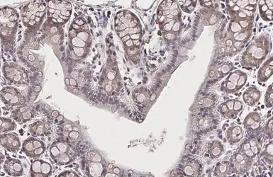 Anti-Glutamine synthetase antibody [GT7711] used in IHC (Paraffin sections) (IHC-P). GTX630657