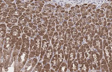 Anti-Glutamine synthetase antibody [GT7711] used in IHC (Paraffin sections) (IHC-P). GTX630657