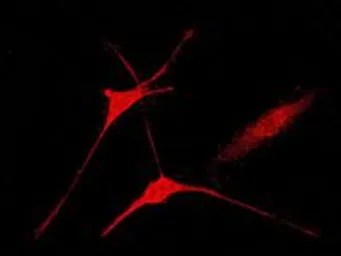 Anti-Caspase 8 antibody [EPR162] used in Immunocytochemistry/ Immunofluorescence (ICC/IF). GTX63075