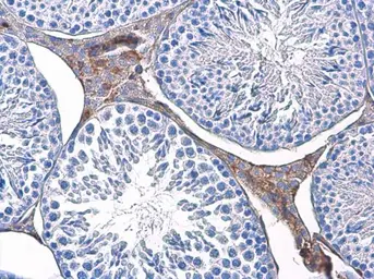 Anti-Triosephosphate isomerase antibody [GT1111] used in IHC (Paraffin sections) (IHC-P). GTX630778